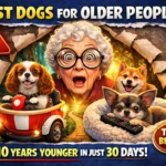 Best Dogs for Older People