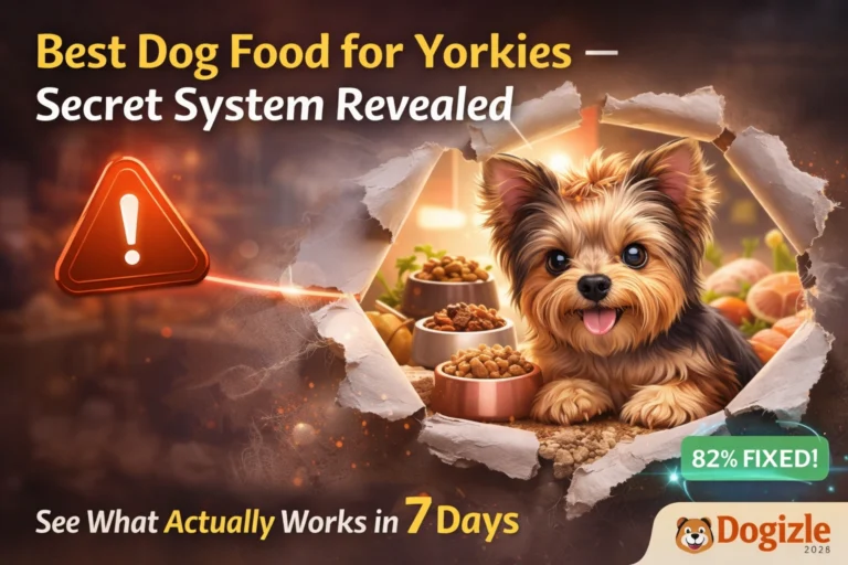 Best Dog Food for Yorkies