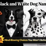 Black and White Dog Names