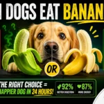 Can Dogs Eat Bananas