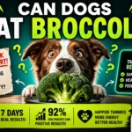 Can Dogs Eat Broccoli