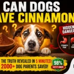 Can dogs have cinnamon