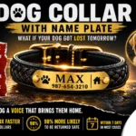 Best Dog Collar With Name Plate
