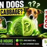 Can Dogs Eat Cabbage