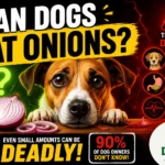 Can Dogs Eat Onions