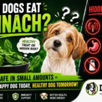 Can Dogs Eat Spinac