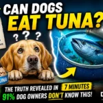 Can Dogs Eat Tuna