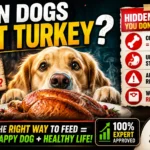 Can Dogs Eat Turkey