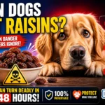 Can Dogs Eat Raisins