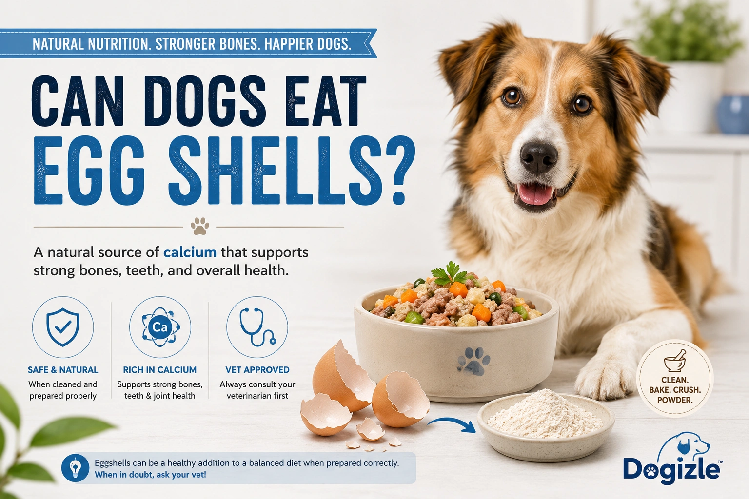Can Dogs Eat Egg Shells