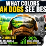 What Colors Can Dogs See Best