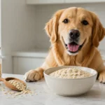 can-dogs-eat-oats