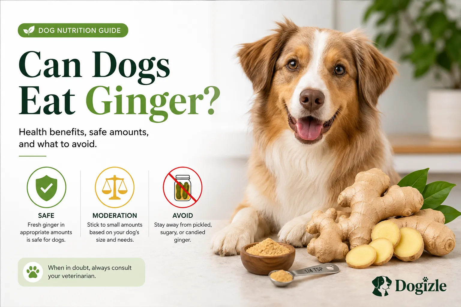 Can Dogs Eat Ginger