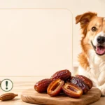 Can Dogs Eat Dates