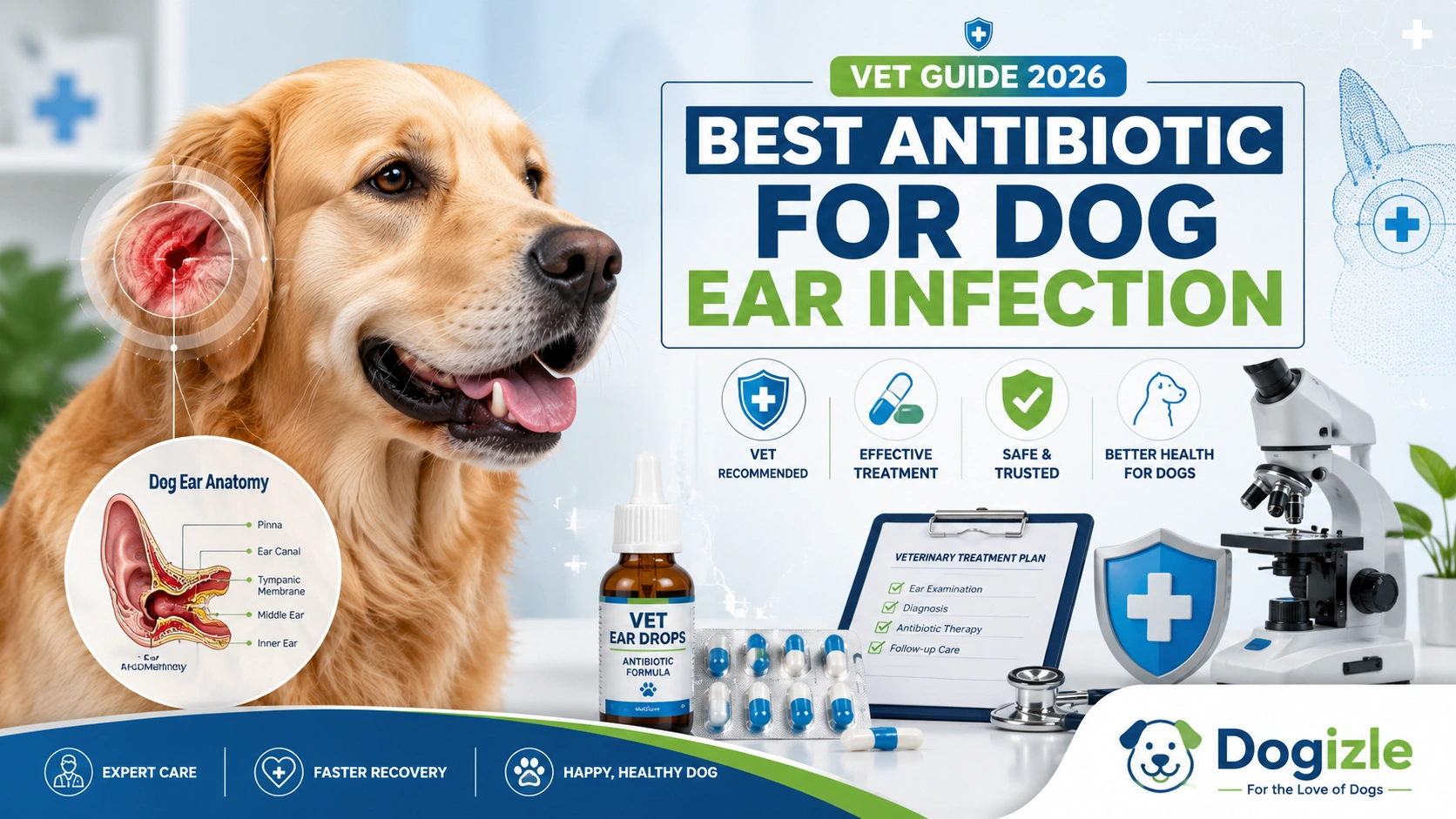 Best Antibiotic for Dog Ear Infection